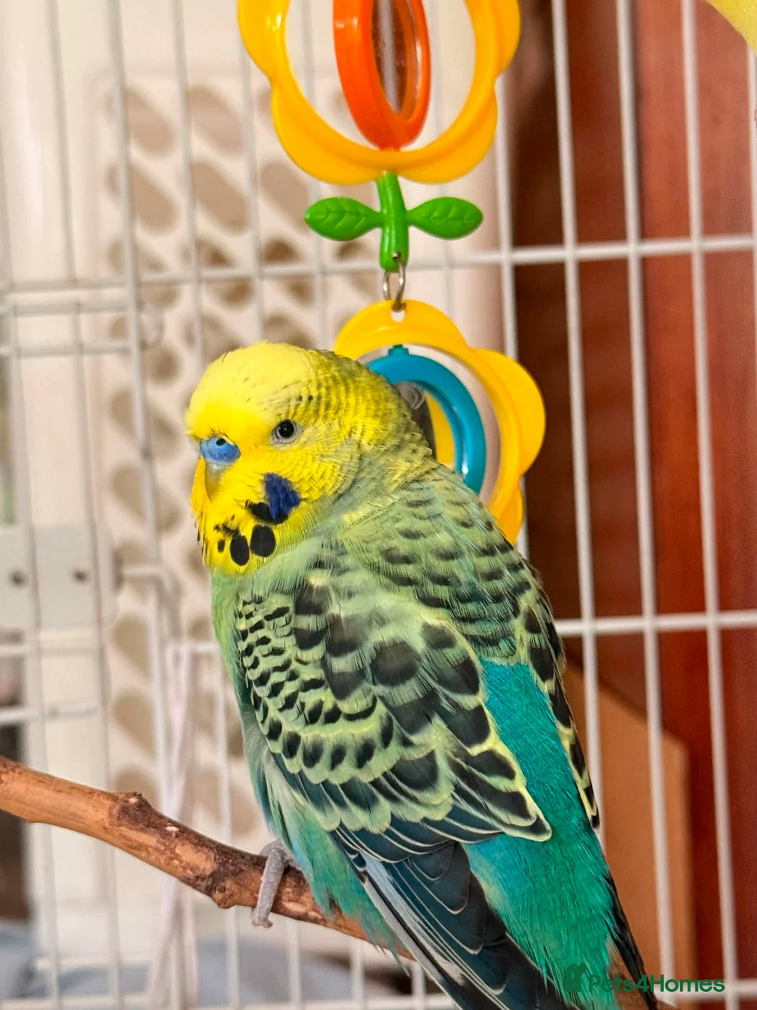 Budgerigars birds for sale: Bonded pair of male budgies  - Advert 4