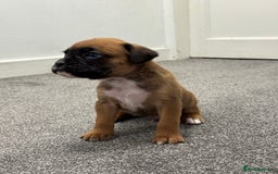 Boxer dogs for sale: KC Registered Boxer Puppies - Image 14