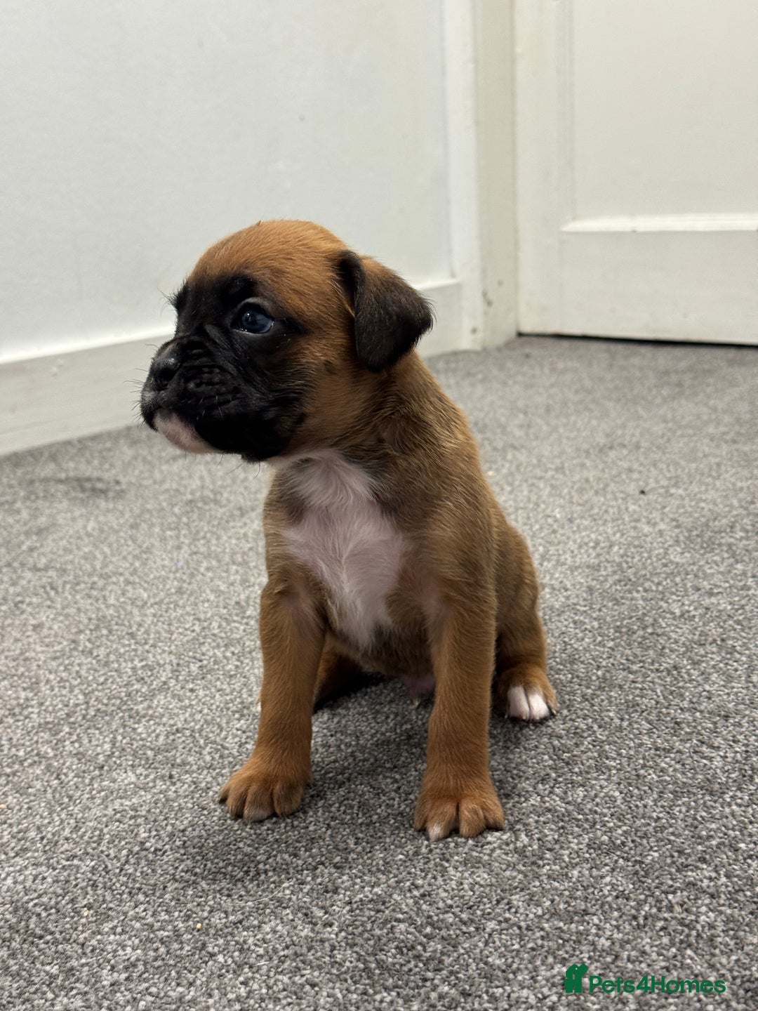 Boxer dogs for sale: KC Registered Boxer Puppies - Image 14