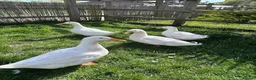 Ducks poultry for sale: 4 Pekin Ducks for Rehoming (3 Female, 1 Male) in Colchester - Advert 12