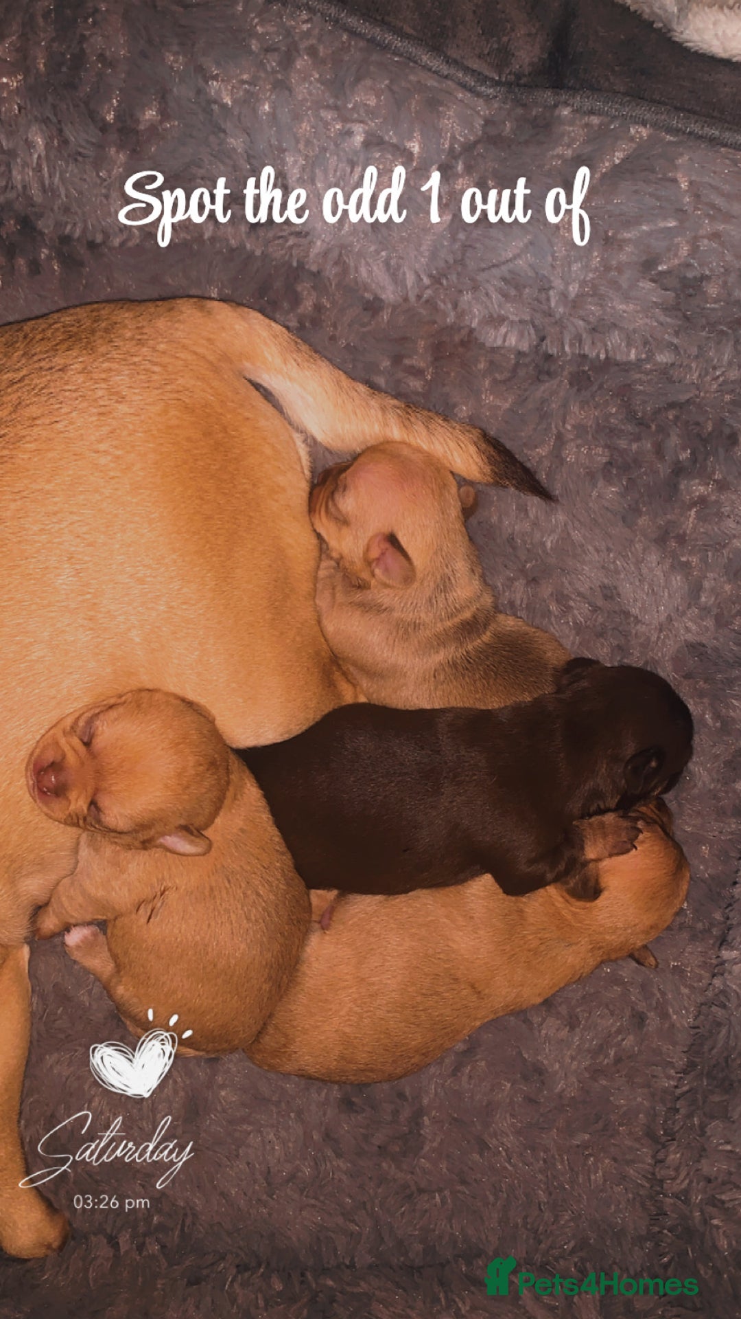 Chihuahua dogs for sale: Chihuahuas boys and girls available - Advert 1