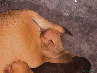 Chihuahua dogs Chihuahuas boys and girls available - Advert 1