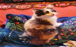 Mixed Breed cats for sale:  Rare Cinnamon Calico girl  - Advert 1