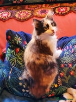 Mixed Breed cats Rare Cinnamon Calico girl - Advert 4