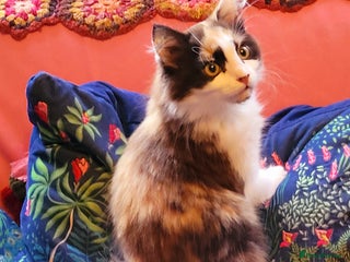 Mixed Breed cats Rare Cinnamon Calico girl - Advert 4