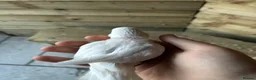 Budgerigars birds for sale: Baby budgies for sale Wigan  - Advert 6