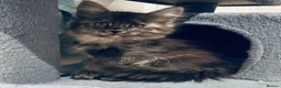 Maine Coon cats for sale: Absolutely gorgeous Maine Coon cross Kittens - Advert 18