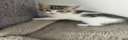 British Shorthair cats for sale: Stunning cross bread unique kitten ready for you. in Croydon - Advert 15