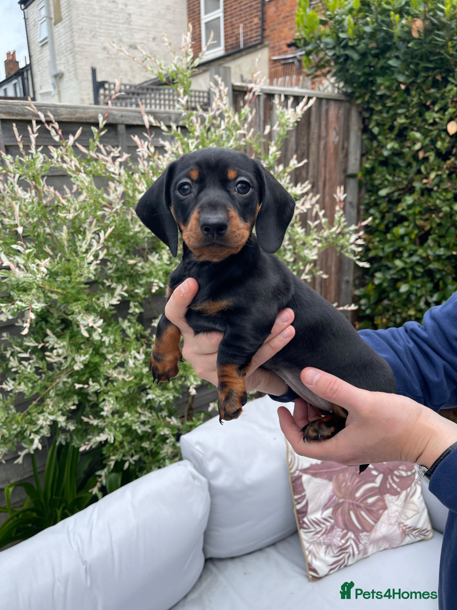Miniature Dachshund dogs Ready to Collect! Miniature Dachshund Puppies 🐾  - Advert 1