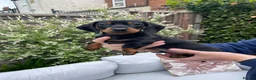 Miniature Dachshund dogs for sale: Beautiful Miniature Dachshund Puppies Ready 🐾  - Advert 11