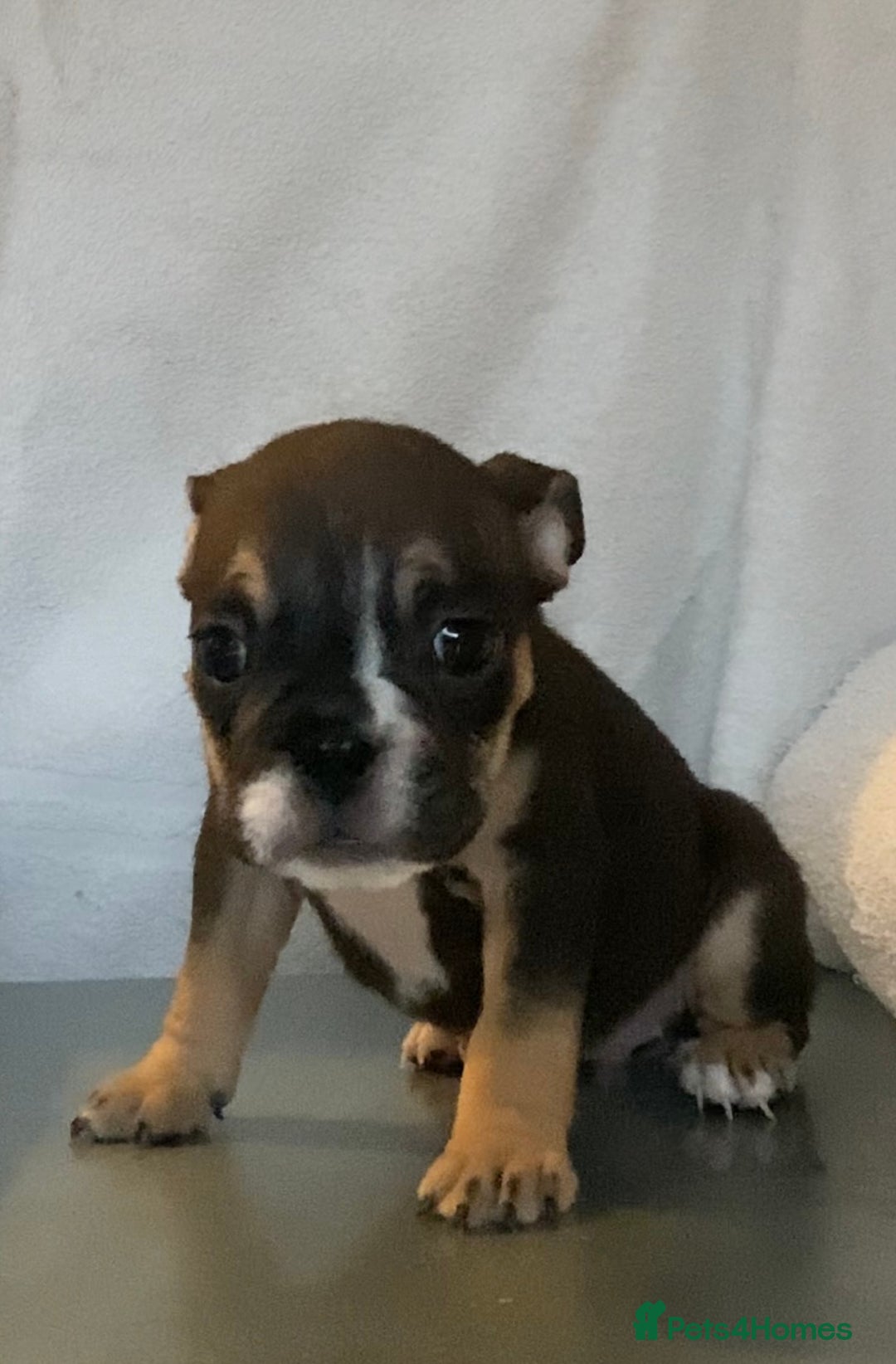 English Bulldog dogs for sale: KC registered English Bulldog Puppies  - Image 7
