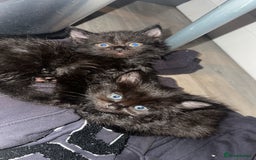 Domestic Shorthair cats for sale: Fluffy black kittens  - Image 4