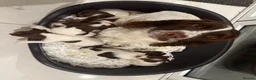 English Springer Spaniel dogs for sale: Parents KC registered FTCH line pups - Advert 23