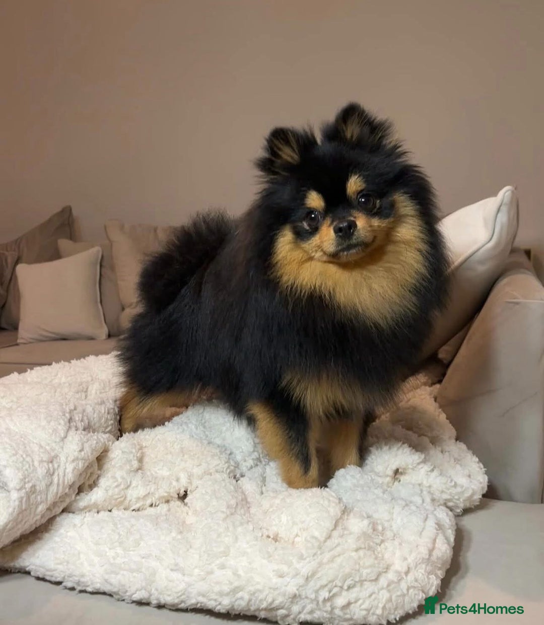 Pomeranian dogs for stud: Prince available for stud services  - Advert 13