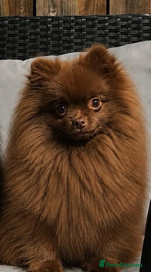 Pomeranian dogs Royal Pet Registry & KC registered PomPom puppies  - Advert 1