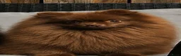 Pomeranian dogs for sale: Royal Pet Registry & KC registered PomPom puppies  - Advert 1