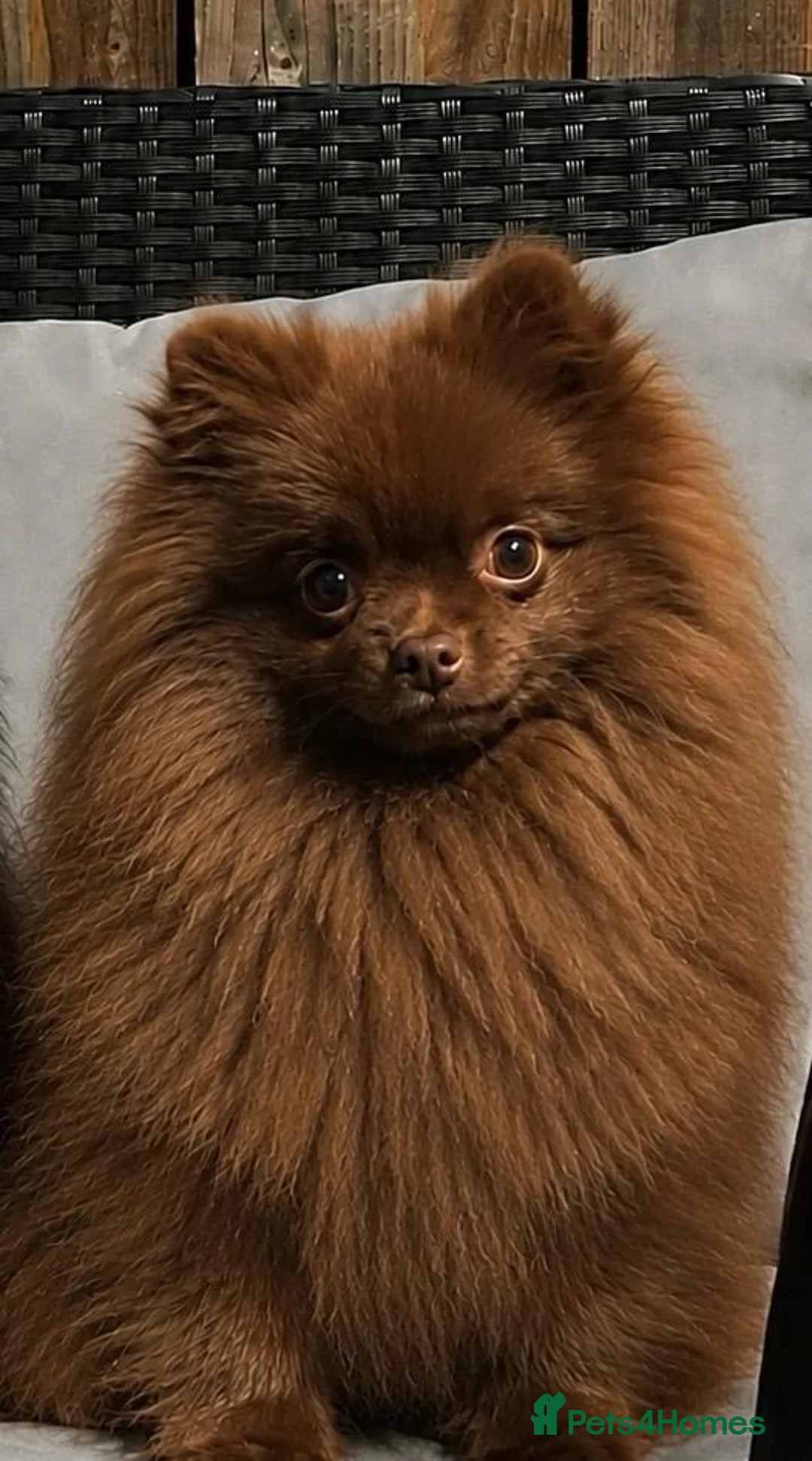 Pomeranian dogs for sale: Royal Pet Registry & KC registered PomPom puppies  - Advert 1