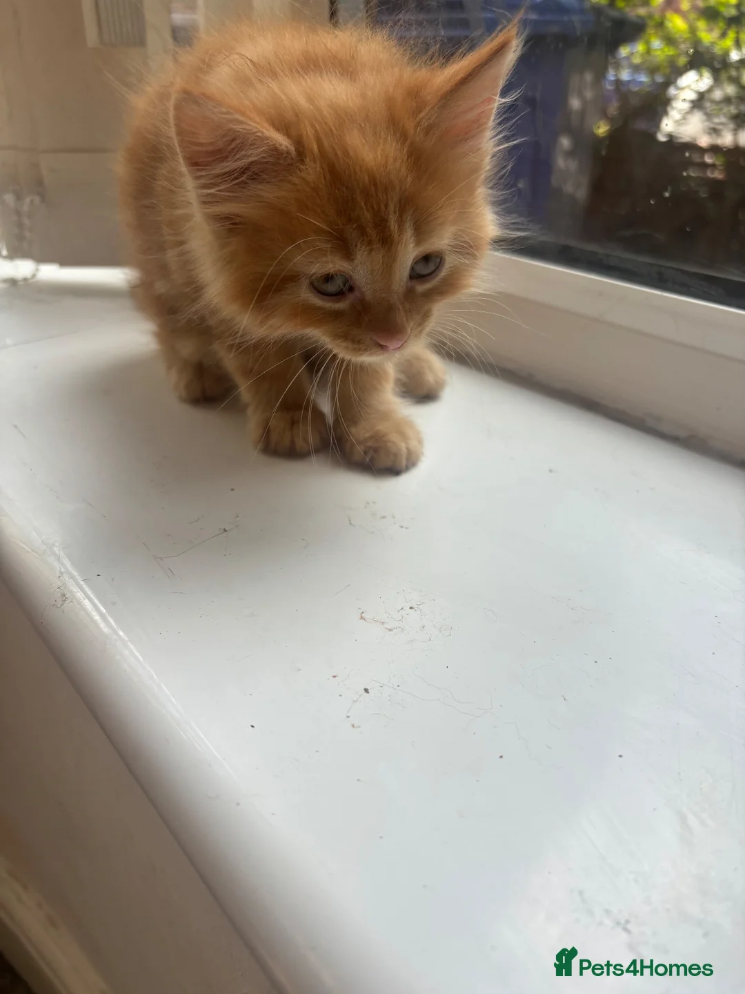 Mixed Breed cats for sale: Miss Lauren  in Manchester - Advert 13