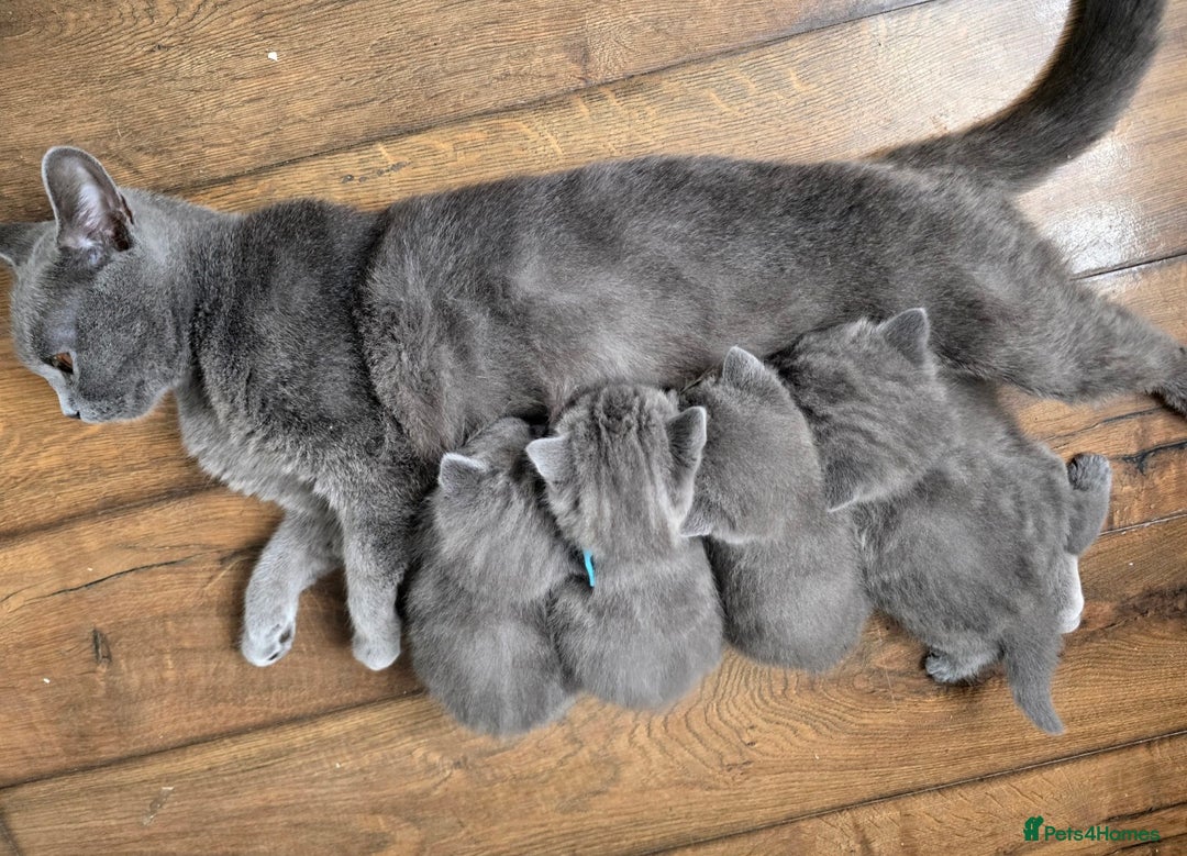 British Shorthair cats for sale: Beautiful British Shorthair kittens, coreserve  - Image 2