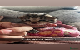 Domestic Shorthair cats for sale: tabby kittens for sale - Image 12