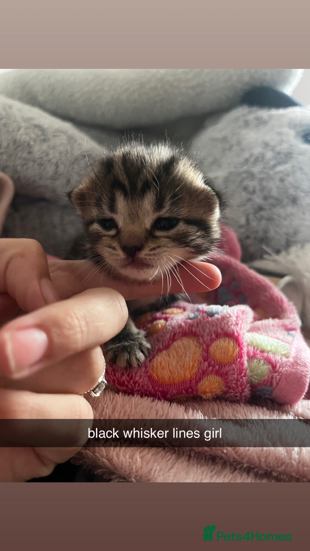 Domestic Shorthair cats for sale: tabby kittens for sale - Image 12