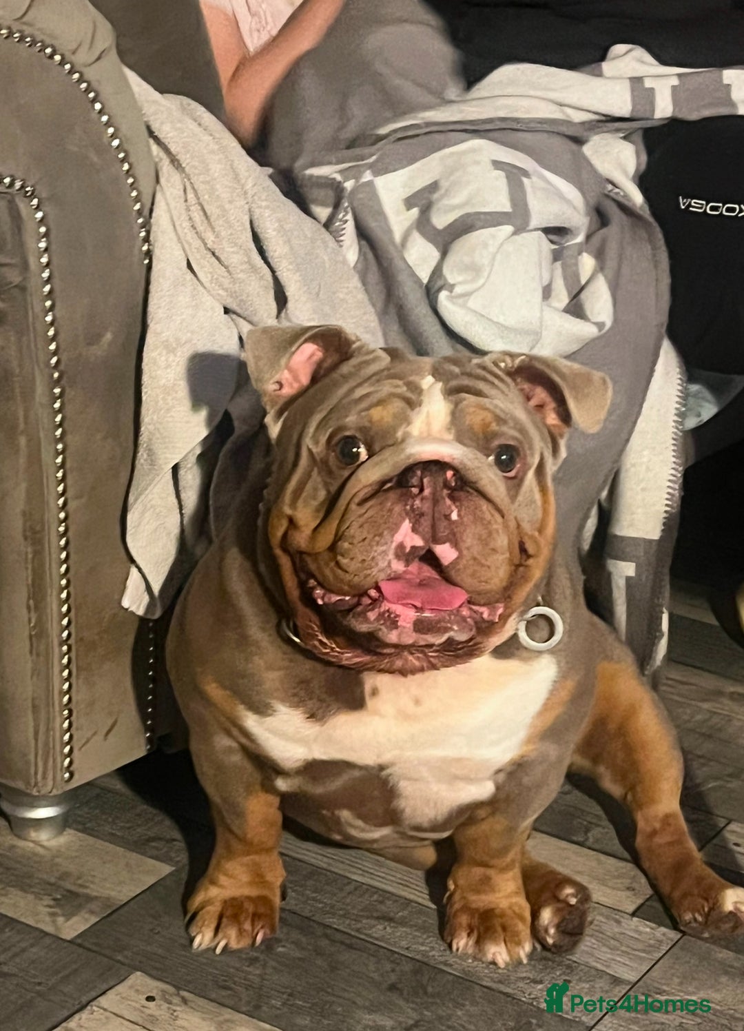 English Bulldog dogs for sale: Male English Bulldog - Advert 5