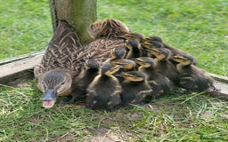Chickens poultry for sale: Hatching eggs, Chicks & Ducklings - Image 12