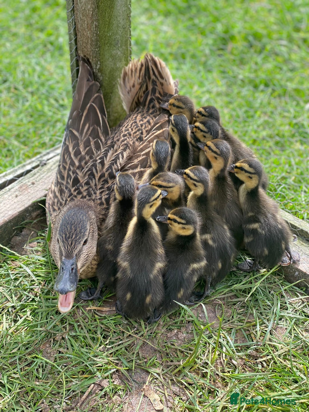 Chickens poultry for sale: Hatching eggs, Chicks & Ducklings - Image 12