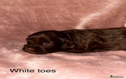 Shihpoo dogs for sale: Stunning Shihpoo’s ⭐️⭐️⭐️⭐️ - Image 8