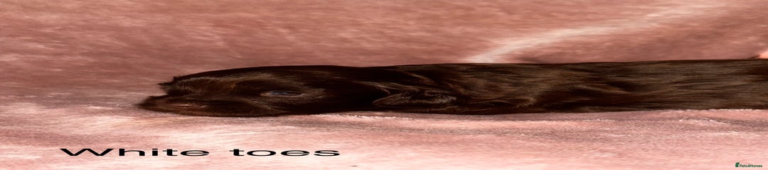 Chocolate boy - white toes