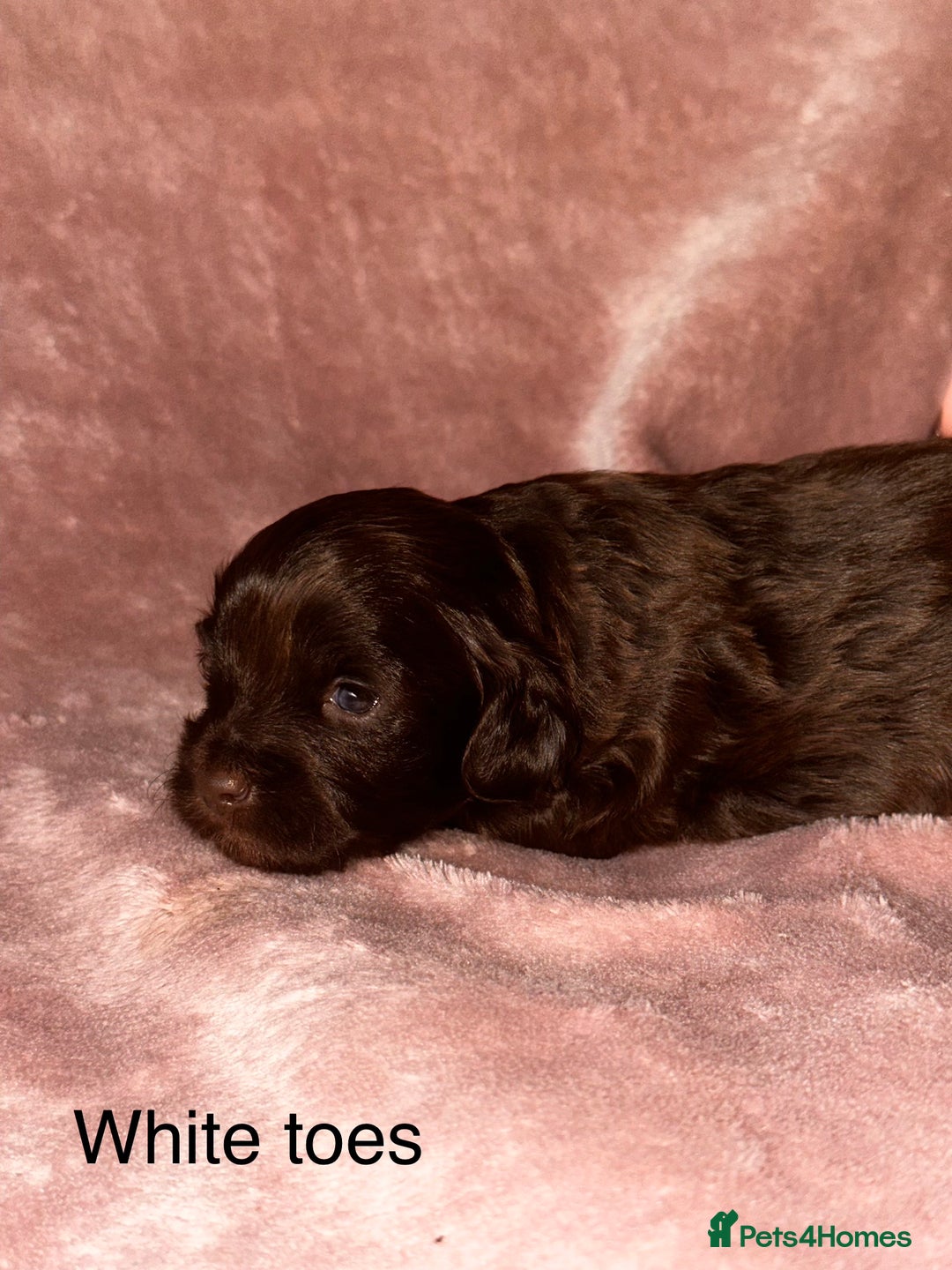 Shihpoo dogs for sale: Stunning Shihpoo’s ⭐️⭐️⭐️⭐️ - Image 8