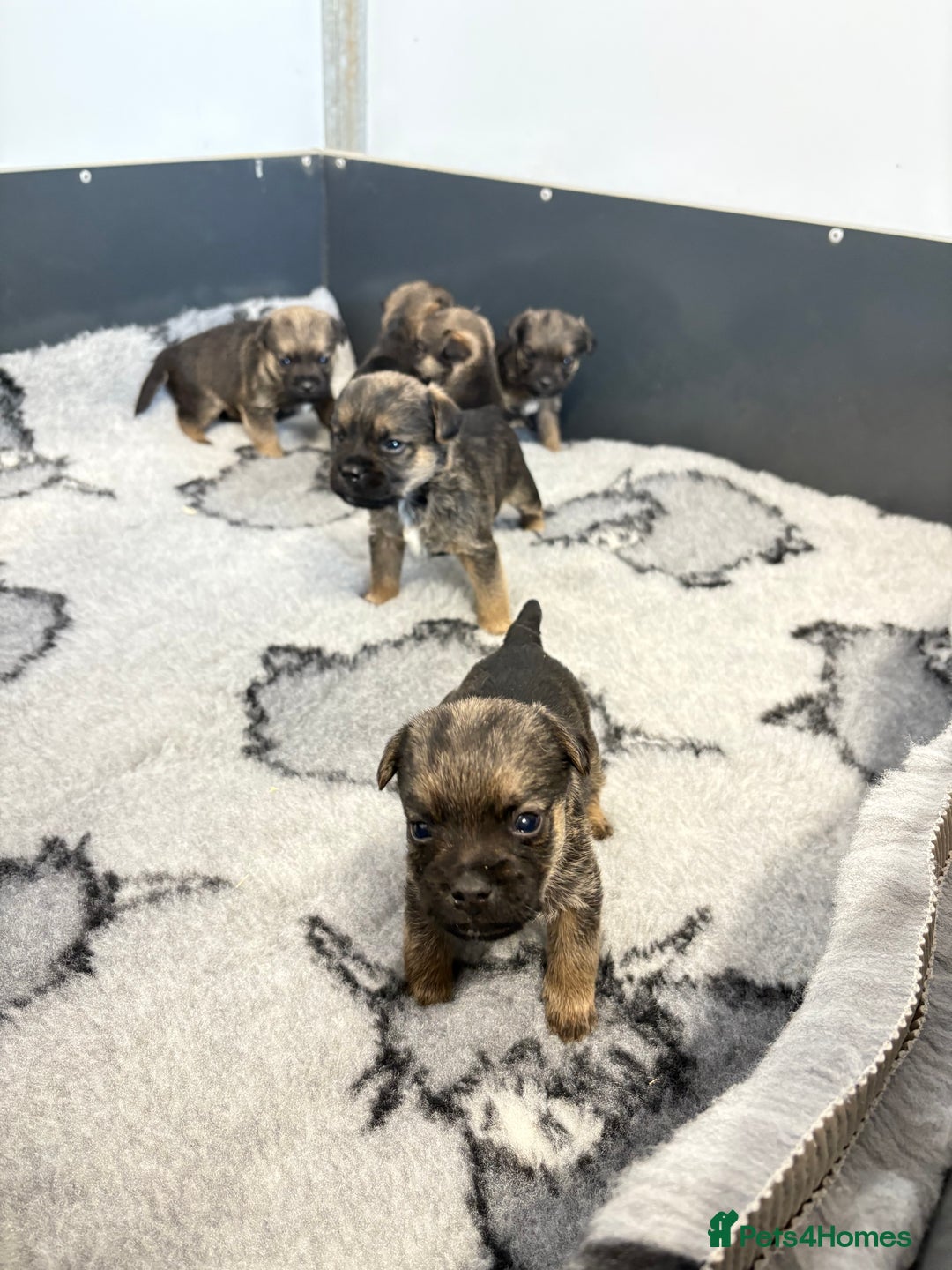 Border Terrier dogs for sale: Border Terriers - Image 1