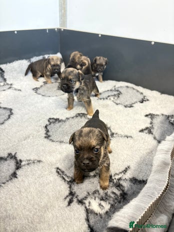 Border Terrier dogs - Advert 2