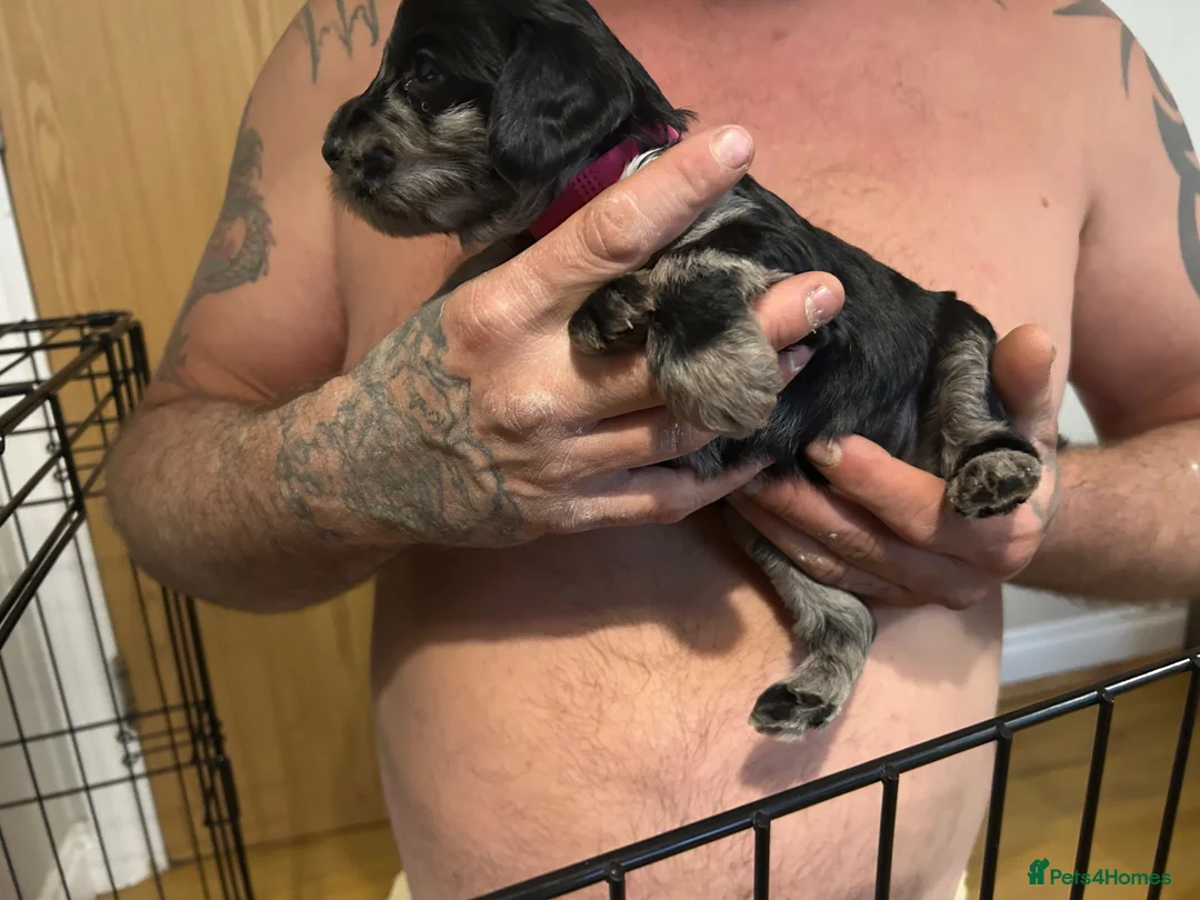 Cavapoo dogs for sale: F2 cockapoo for sale in Rotherham - Advert 2