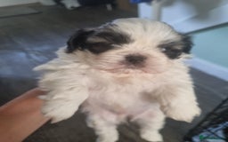 Shih Tzu dogs for sale: 3 lovely looking shih zue puppys. - Image 2