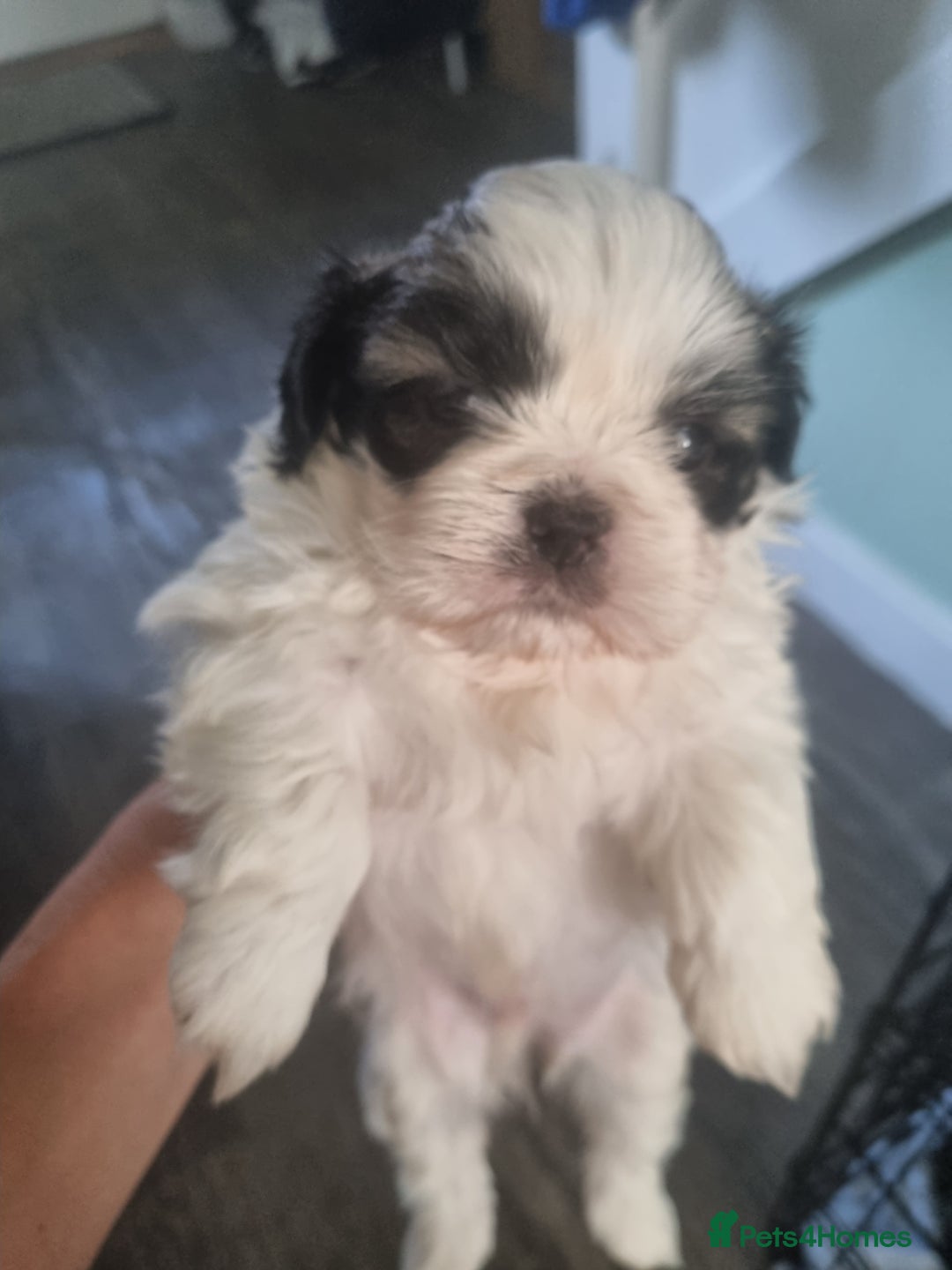 Shih Tzu dogs for sale: 3 lovely looking shih zue puppys. - Image 2