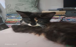 Mixed Breed cats for sale: 5 long hair maine coon mix kitten's. - Image 3