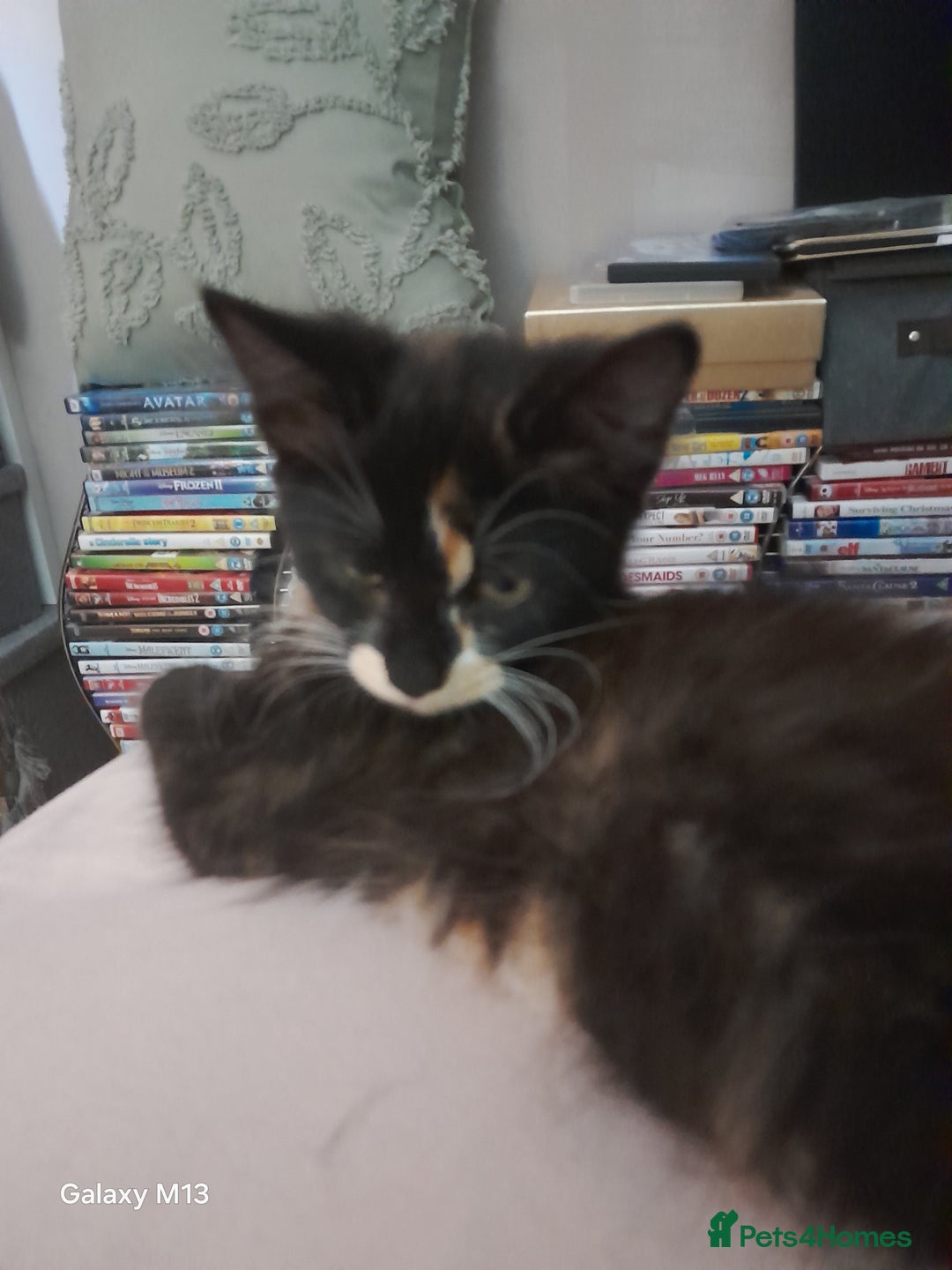 Mixed Breed cats for sale: 5 long hair maine coon mix kitten's. - Image 3