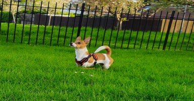 Jack Russell dogs - Advert 1