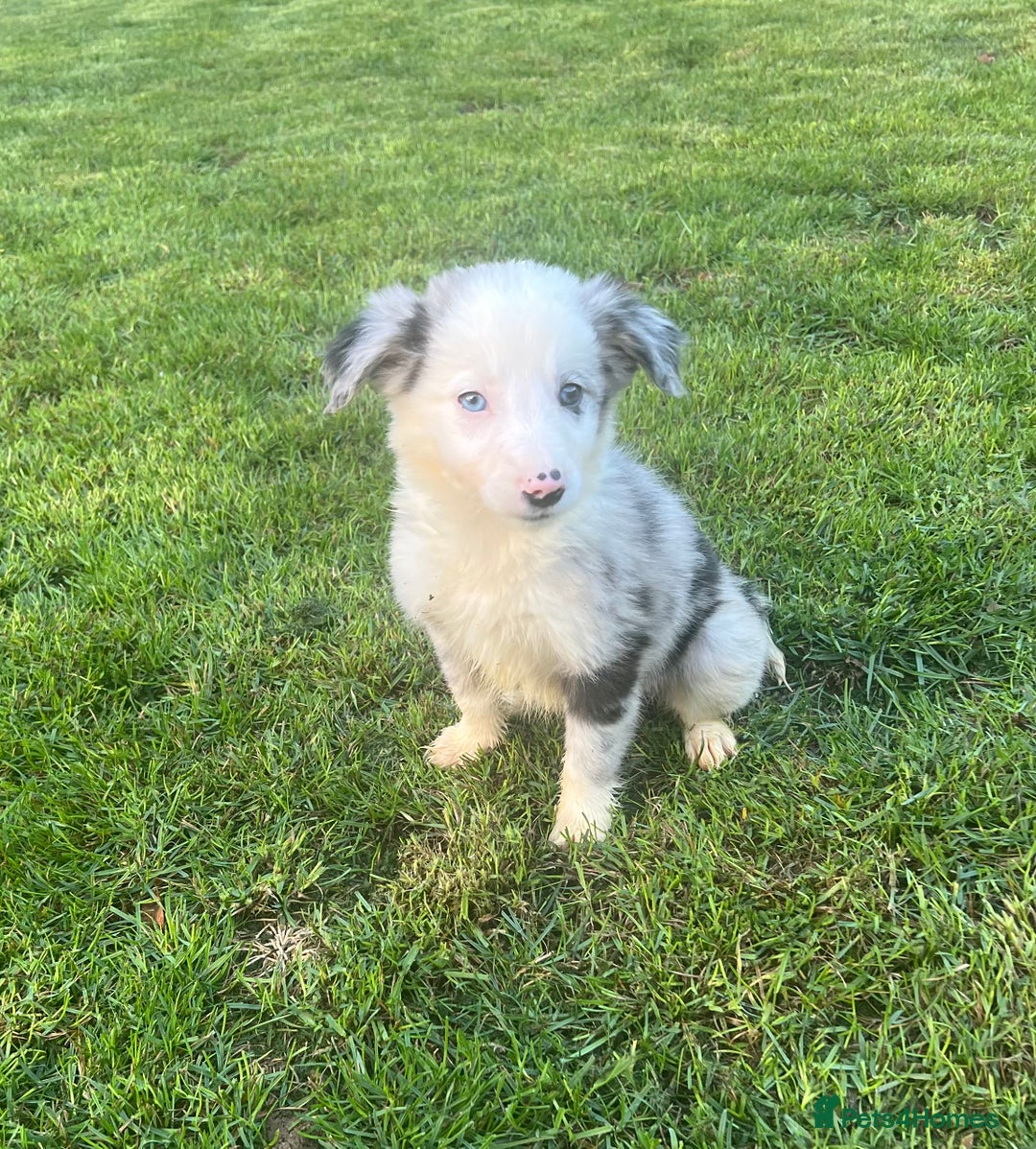 Border Collie dogs for sale: Border Collies READY NOW - Image 7