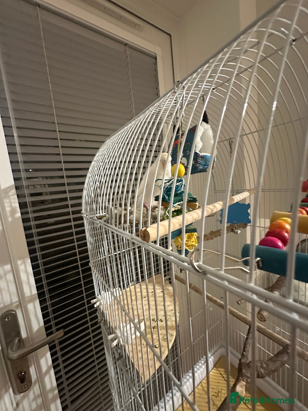 Budgerigars birds for sale: 1 budgie for sale (cage) !!! ( read description) - Advert 2
