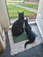 Mixed Breed cats - Advert 10