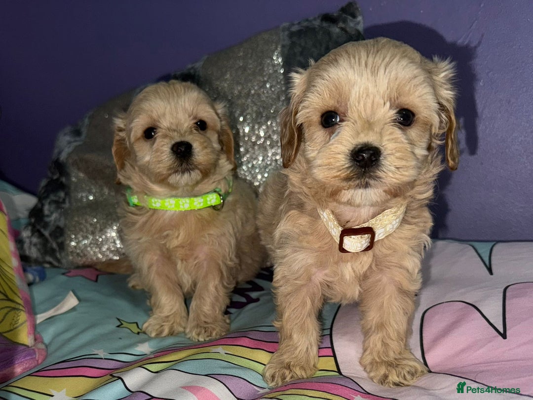 Maltipoo dogs for sale: Outstanding maltipoo - Advert 27