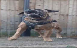 Cane Corso dogs for stud: Russian import working blood cane corso stud - Advert 5