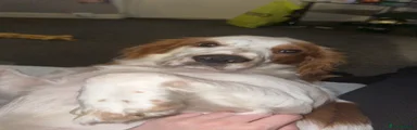 Cocker Spaniel 1