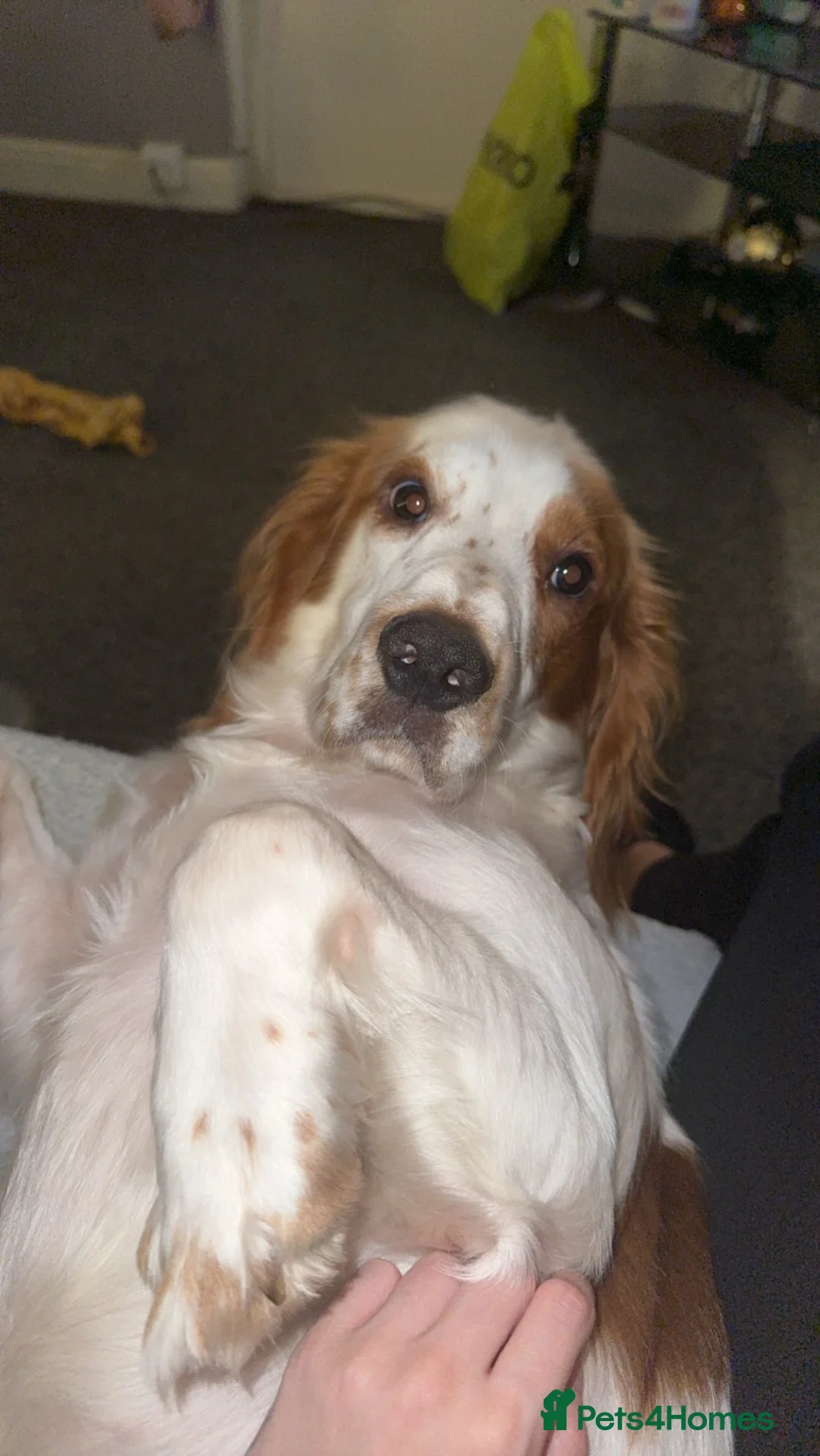Cocker Spaniel dogs for sale: Bruno  - Advert 1