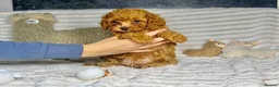 Toy Poodle dogs for sale: Toy poodle  puppies  - Advert 14