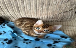 Bengal cats for sale: TICA Bengal kittens for sale . 🐱 - Image 14
