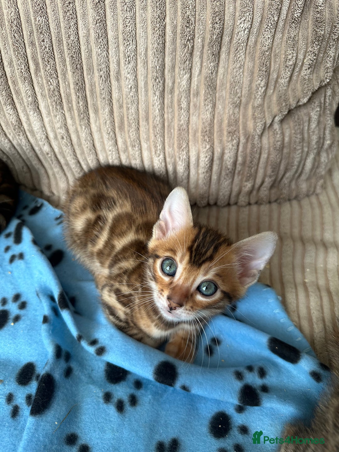 Bengal cats for sale: TICA Bengal kittens for sale . 🐱 - Image 14