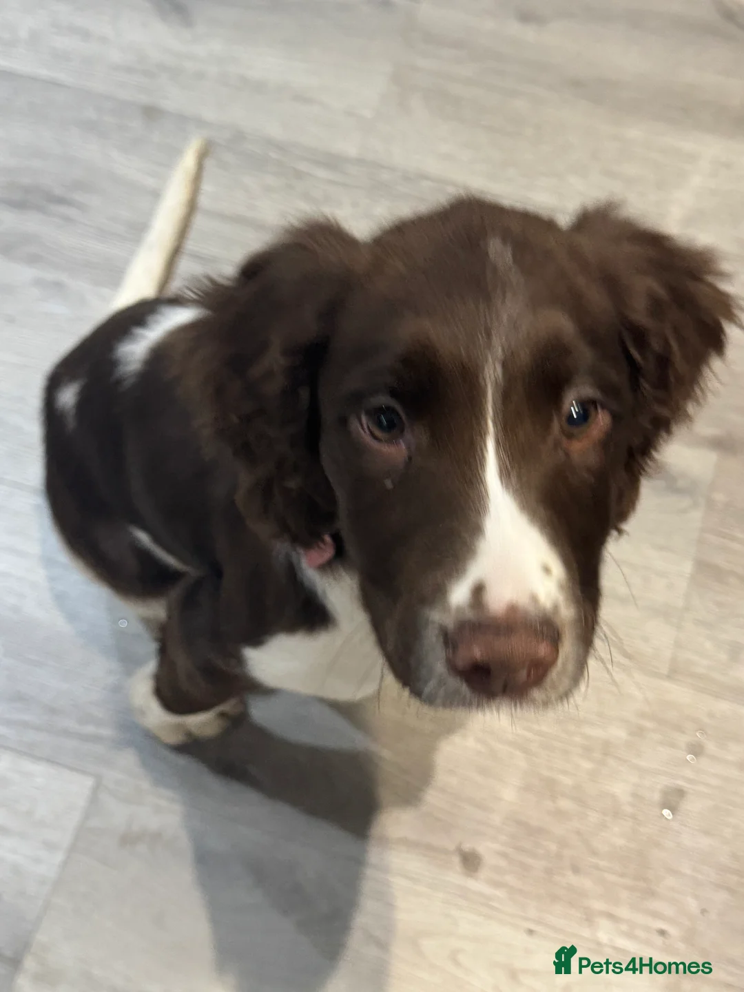 English Springer Spaniel dogs for sale: Female English springer spaniel  - Advert 3